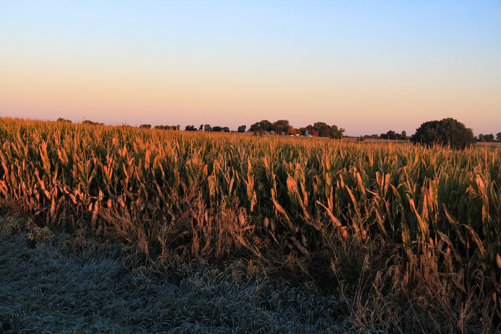 An Iowa cornfield catches warm evening light beneath a pale sky