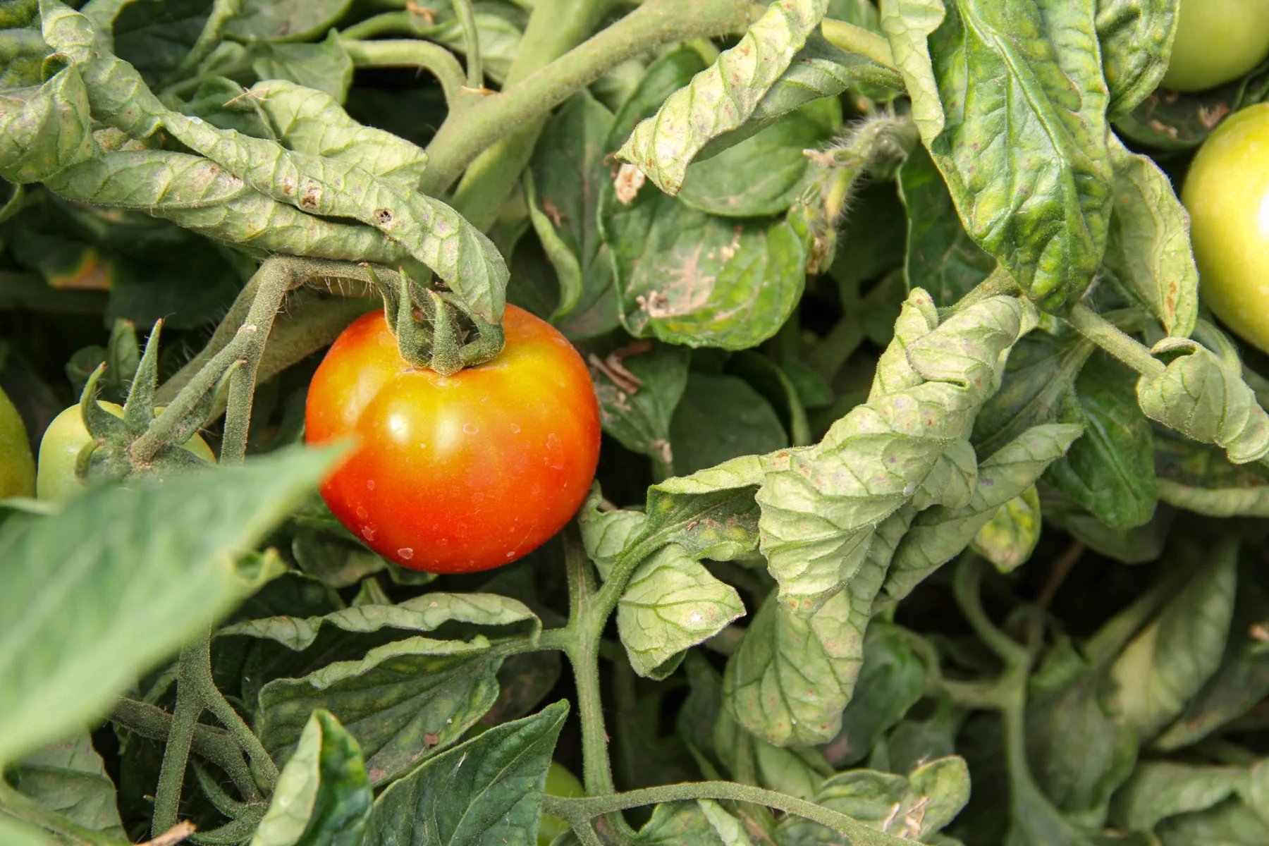 A tomato growing on the vine among green leaves.